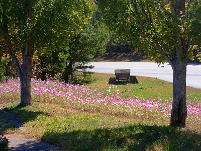 [On the path looking back down a small hill to the sign for the overlook. Going down the hill is a wide swath of purple-pink flowers on tall stems. There are also several trees on the hillside.]